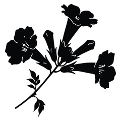 Black and White Floral Illustration with Trumpet Vine Flowers and Foliage