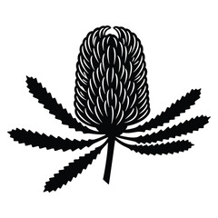Bold Banksia Flower Silhouette Botanical Illustration on Clean White Background
