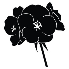 Elegant amaryllis flower illustration in black and white detailed design