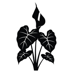Elegant black and white Alocasia plant illustration for graphic design