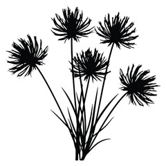 Obraz premium Silhouette of elegant spiky flowers bouquet isolated on white background