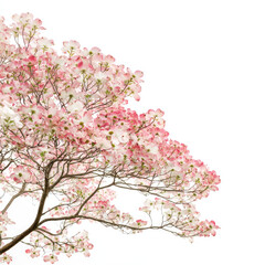 Fototapeta premium Flowering dogwood tree with soft pink and white blooms