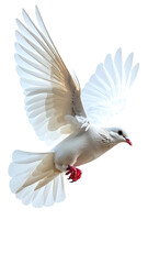Obraz premium A graceful white dove captured in mid-flight with wings spread wide.