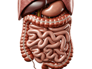 Detailed 3 d illustration of human digestive system with transparent background