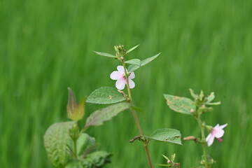 Fototapeta premium Urena lobata flower. Its common names &nbsp;Caesarweed and &nbsp;Congo jute. It&nbsp;is a tender perennial, variable, erect, ascendant&nbsp;shrub. Pink flower flower in nature background. 