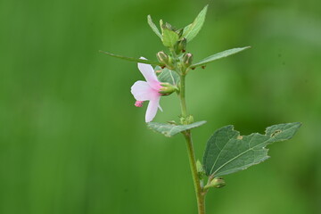 Urena lobata flower. Its common names  Caesarweed and  Congo jute. It is a tender perennial, variable, erect, ascendant shrub. Pink flower flower in nature background. 
