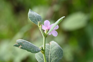 Urena lobata flower. Its common names  Caesarweed and  Congo jute. It is a tender perennial, variable, erect, ascendant shrub. Pink flower flower in nature background. 
