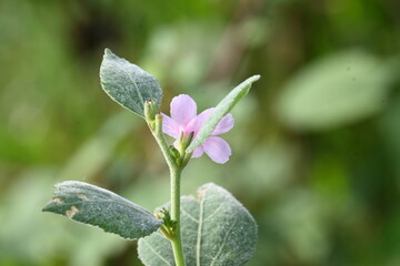Urena lobata flower. Its common names  Caesarweed and  Congo jute. It is a tender perennial, variable, erect, ascendant shrub. Pink flower flower in nature background. 

