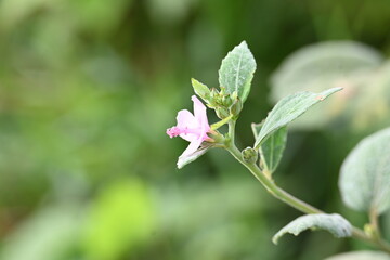 Urena lobata flower. Its common names  Caesarweed and  Congo jute. It is a tender perennial, variable, erect, ascendant shrub. Pink flower flower in nature background. 
