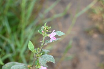 Urena lobata flower. Its common names  Caesarweed and  Congo jute. It is a tender perennial, variable, erect, ascendant shrub. Pink flower flower in nature background. 
