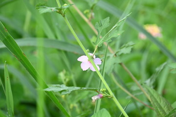 Urena lobata flower. Its common names  Caesarweed and  Congo jute. It is a tender perennial, variable, erect, ascendant shrub. Pink flower flower in nature background. 
