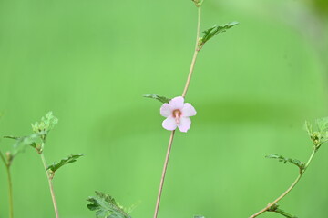 Urena lobata flower. Its common names  Caesarweed and  Congo jute. It is a tender perennial, variable, erect, ascendant shrub. Pink flower flower in nature background. 
