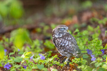 Little owl is posing in the forest looking at the back. Horizontally. 