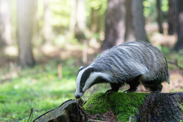 European badger portrait in wildlife. Horizontally. 