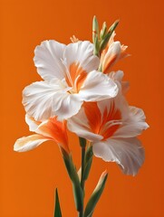  white gladiolus flowers with orange gradient petals blooming against vibrant orange background in natural beauty composition