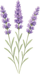 Fototapeta premium Lavender sprigs with blossoms isolated on white