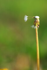 少なくなったタンポポの綿毛