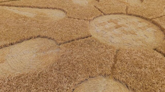 Aerial 4K footage video clip of a mysterious, intricate, geometric crop art, crop circle formation in a barley field near Kingsdon, Somerset, England, UK in 2025