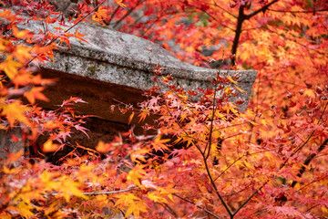 秋を彩る紅葉風景