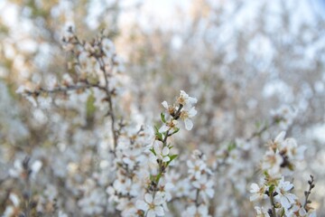Spring Bloom