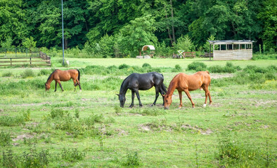 A green pasture with grazing bay horses on a sunny day. A summer rural landscape with domestic red and black horses grazing in a pasture under a cloudy blue sky.