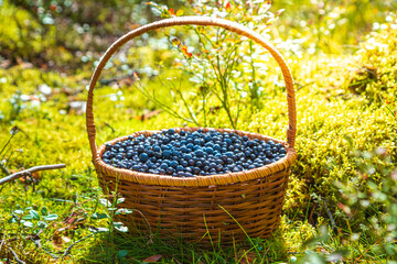 Fresh blueberries in a wicker basket in a wild forest.  Berry picking, autumn harvest.