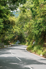 Fototapeta premium A road with trees on both sides
