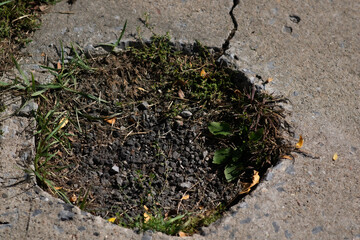 Hole in Sidewalk with Soil and Grass Urban Damage and Nature Breaking Through