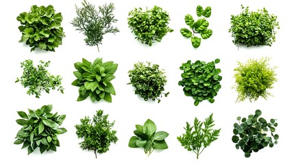 Fototapeta premium A collection of various green herbs and leafy greens, showcasing the diversity of culinary and natural elements. 