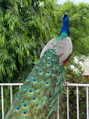 A peacock is standing on a fence in a garden
