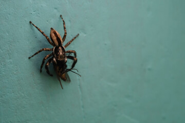 Macrophotography: A pantropical jumping spider paralyzing a fly. A jumping spider (Plexippus paykulli) hunting insects in the morning. Food chain in a natural ecosystem. Closeup of a jumping spider.