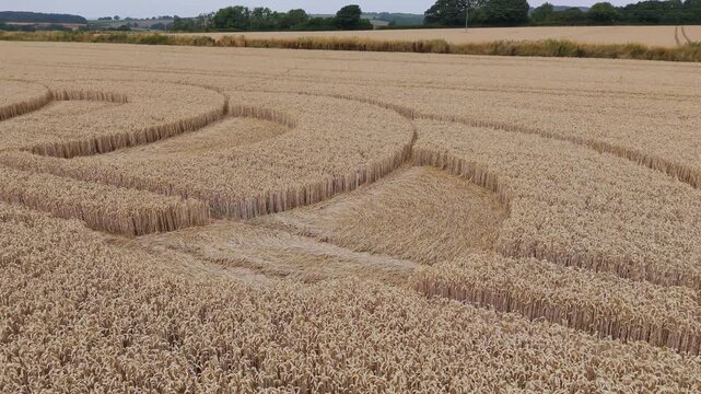 Aerial 4K footage video clip of a mysterious, intricate, geometric crop art, crop circle formation in a wheat/barley field near Lyme Regis, Devon, England, UK in 2025