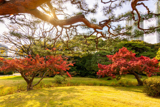 Red maple trees in Hamarikyu gardens in autumn, Tokyo, Japan