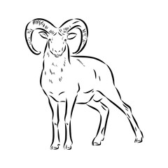 Altai mountain sheep, vector sketch