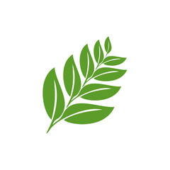 Fresh green plant leaves and branch isolated on a white background, representing nature and botany