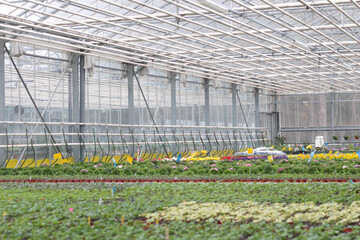 Blooming flowers in pots and on shelves in the garden center stock photo. Growing on the plant in the greenhouse. 
