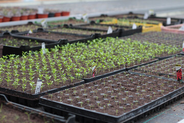 Blooming flowers in pots and on shelves in the garden center stock photo. Growing on the plant in the greenhouse. 