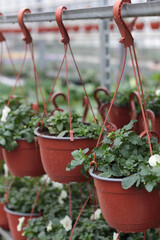 Blooming flowers in pots and on shelves in the garden center stock photo. Growing on the plant in the greenhouse. 