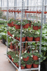 Blooming flowers in pots and on shelves in the garden center stock photo. Growing on the plant in the greenhouse. 