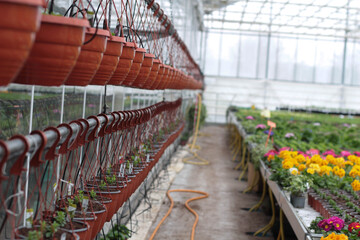 Blooming flowers in pots and on shelves in the garden center stock photo. Growing on the plant in the greenhouse. 