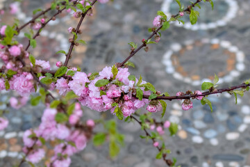 Pink cherry blossom flowers with green leaves covered in snow and water droplets, delicate spring bloom in winter weather concept.