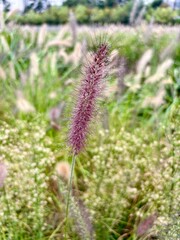 비온 뒤, 보라빛 들풀 한 송이