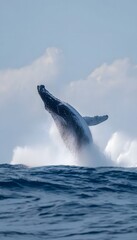 Fototapeta premium Humpback whale leaping high in ocean spray and sunlight
