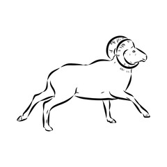 Altai mountain sheep, vector sketch