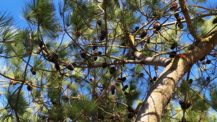 Think of pine branches, their cones nestled among the needles, all framed by a vibrant blue sky....