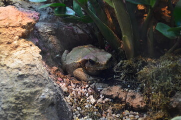 Toad (Bufo Bufo) is a frog native to sandy and heathland areas of Europe