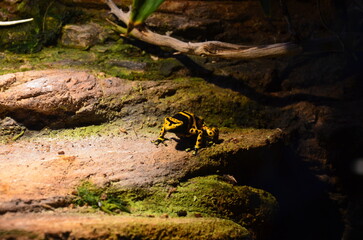 Vivid Yellow-Banded Poison Dart Frog, Dendrobates Leucomelas, Perched on Vibrant Green Moss