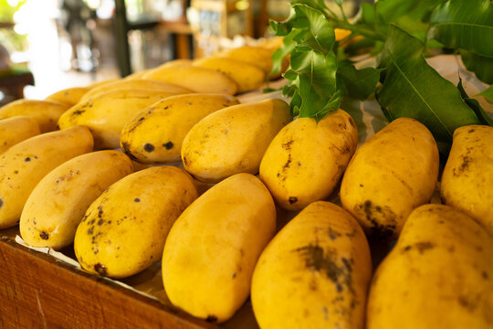 The pile is large and is made up of many mangoes. ripe yellow mangoes.
