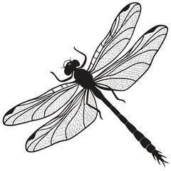 dragonfly isolated on white background