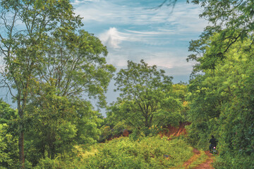 Obraz premium A forest with a dirt road in the middle